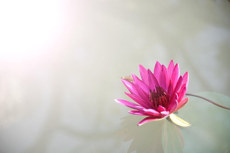 Meditation and Yoga